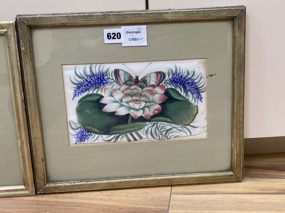 Three Cantonese pith paper paintings, depicting flowers and insects